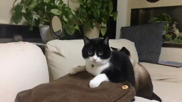 안마기를 처음 보는 고양이.gif | 인스티즈