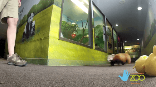 야생의 본능이 살아 있는 동물이 위험한 이유 | 인스티즈