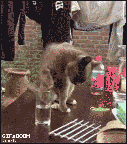 농락 당하는 동물들.gif | 인스티즈