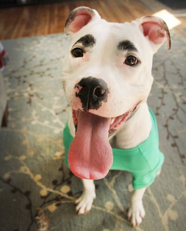 절묘한 동물 무늬.JPG | 인스티즈