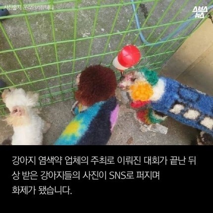 강아지가 도화지야???? | 인스티즈