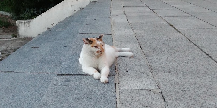 평화로운 고양이 모습.jpg | 인스티즈