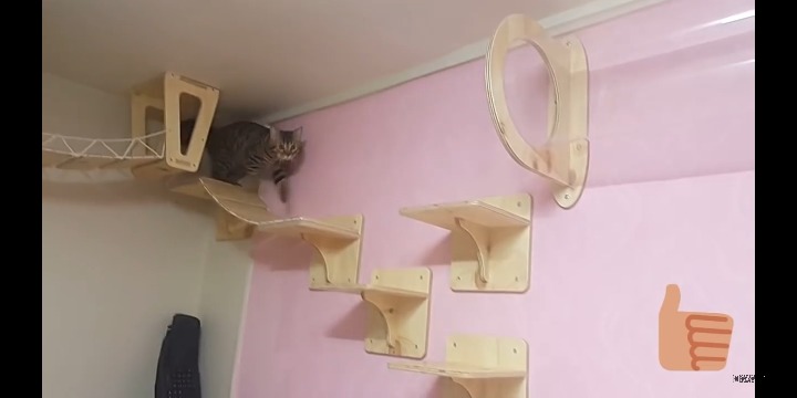 집사의 로망 고양이 놀이터... | 인스티즈