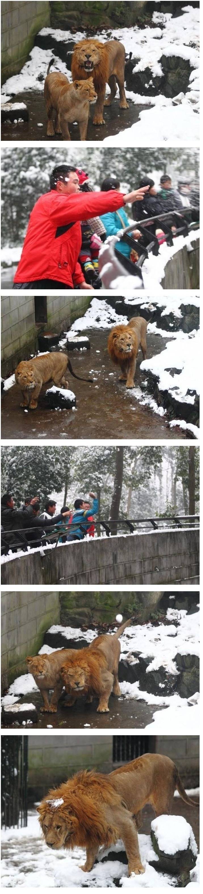 중국 동물원에서 사자가 받는 대우 .jpg | 인스티즈