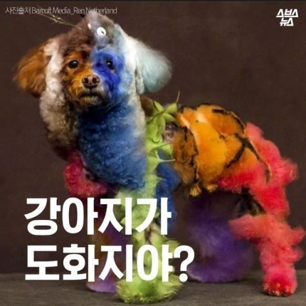 강아지가 도화지야???? | 인스티즈