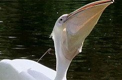 무서운 동물 | 인스티즈