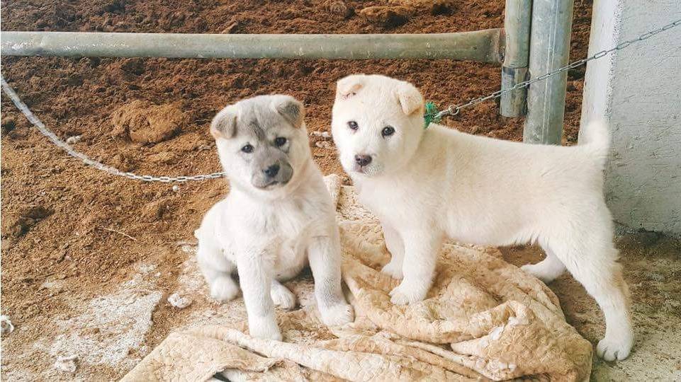 시골 개들 특징 | 인스티즈