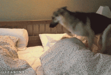 강아지 키우는 사람들이 아침에 알람 필요 없는 이유.gif | 인스티즈