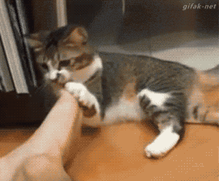 발 좀 씻고 다니라냥!!!!!!!!!!! | 인스티즈