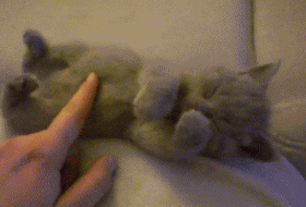 프링글스통에서 고양이가!!! | 인스티즈