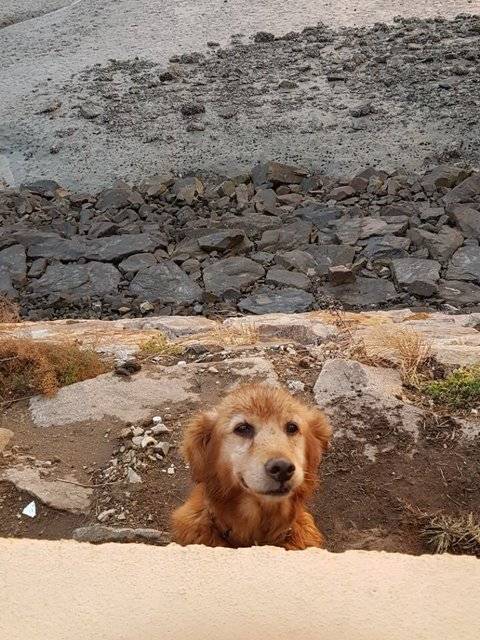 불쌍한 리트리버 | 인스티즈