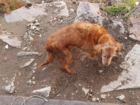 불쌍한 리트리버 | 인스티즈