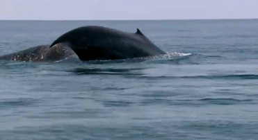 심장이 자동차만한 지구에서 가장 거대한 동물 | 인스티즈