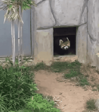 야생의 본능이 살아 있는 동물이 위험한 이유 | 인스티즈