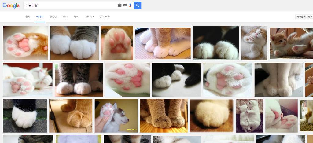힐링을 위해 고양이를 검색해보았다냥 | 인스티즈