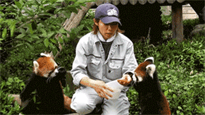 야생의 본능이 살아 있는 동물이 위험한 이유 | 인스티즈