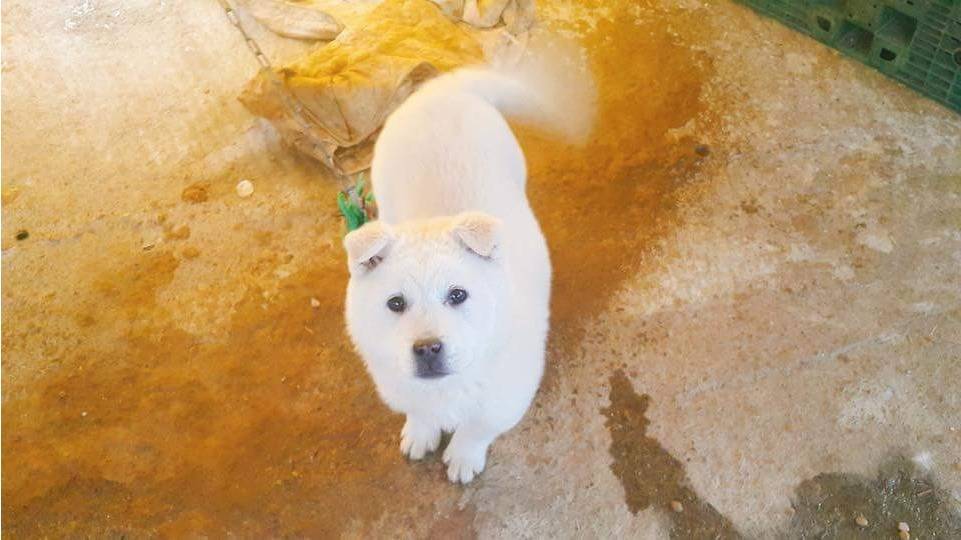 시골 개들 특징 | 인스티즈