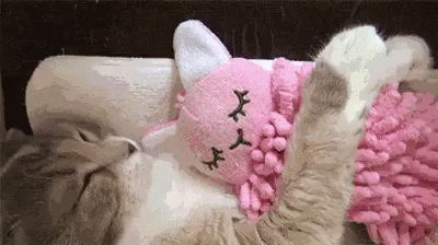 고양이가 박스만 좋아하란 법 있나요 | 인스티즈