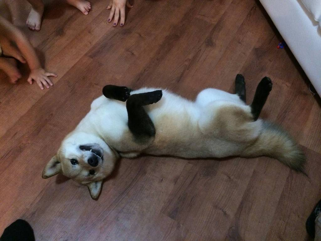 절묘한 동물 무늬.JPG | 인스티즈