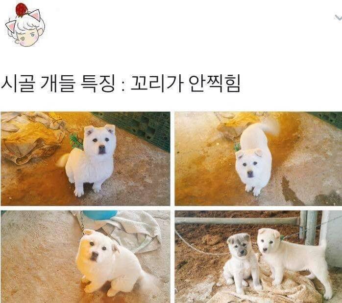 시골 개들 특징 | 인스티즈