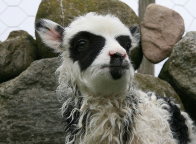 절묘한 동물 무늬.JPG | 인스티즈