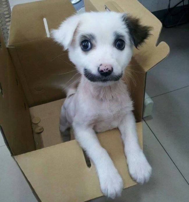 절묘한 동물 무늬.JPG | 인스티즈