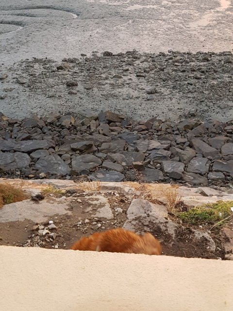 불쌍한 리트리버 | 인스티즈