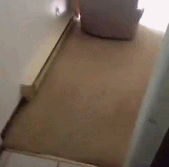 멍뭉이 1초만에 소환하는법.gif | 인스티즈