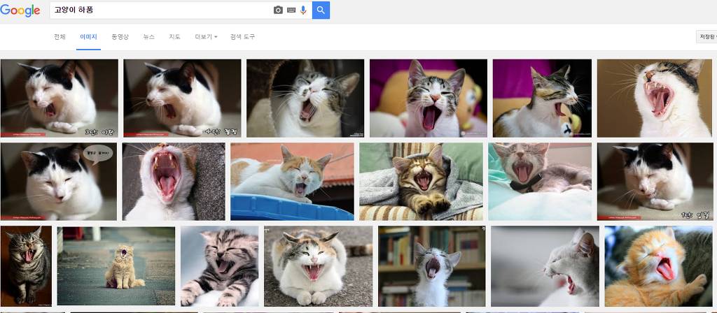 힐링을 위해 고양이를 검색해보았다냥 | 인스티즈