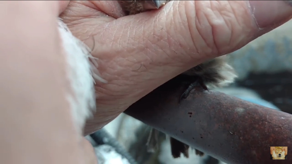 쇠파이프에 발이 얼어붙은 참새를 구해주는 할아버지 | 인스티즈