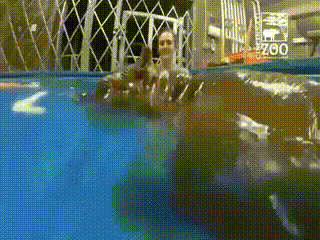 사람 다리를 무는 하마.gif | 인스티즈