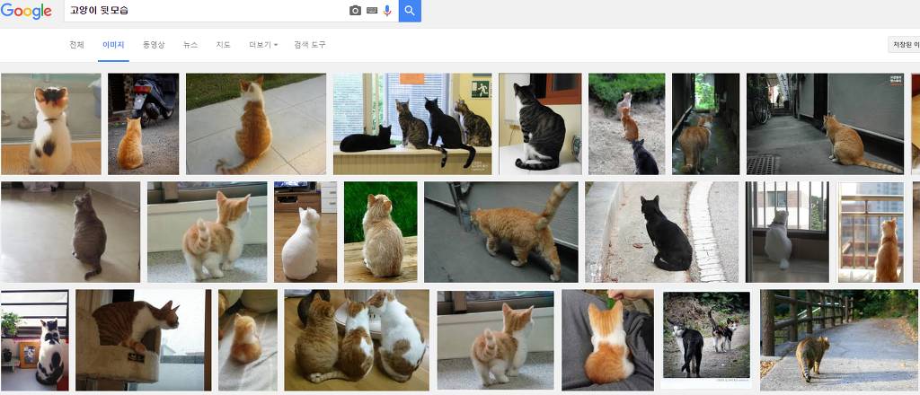 힐링을 위해 고양이를 검색해보았다냥 | 인스티즈