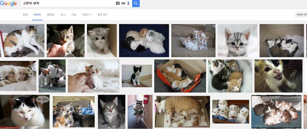 힐링을 위해 고양이를 검색해보았다냥 | 인스티즈