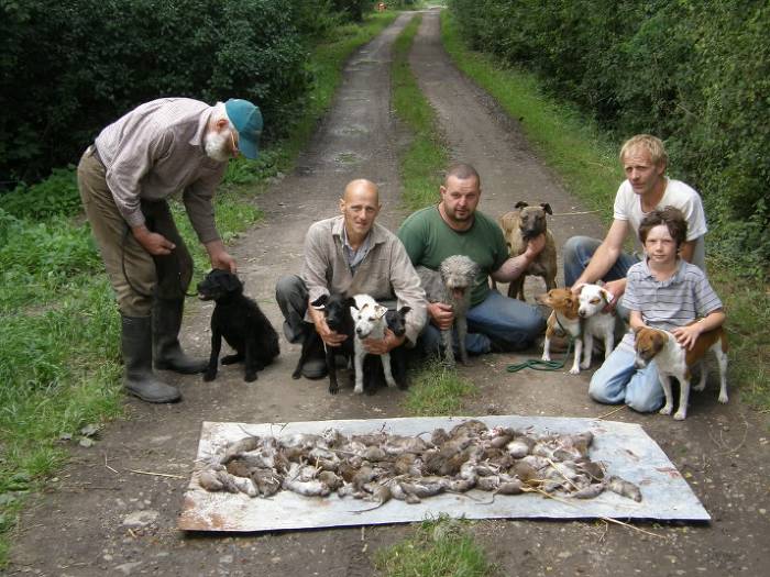 견종 이야기 - 요크셔 테리어 | 인스티즈