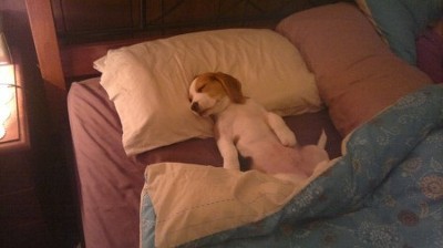 진짜 편해보이는 댕댕이들 자는 자세.jpg | 인스티즈