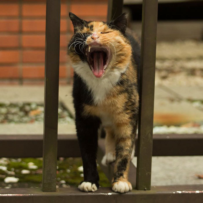 일본의 길냥이들 | 인스티즈