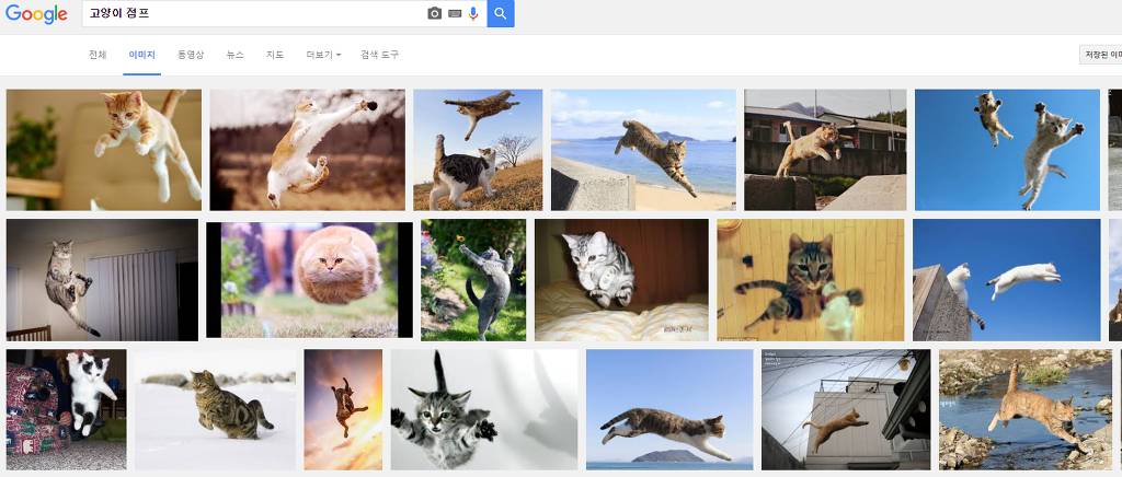 힐링을 위해 고양이를 검색해보았다냥 | 인스티즈