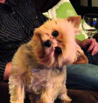 개들이 호기심 많을때 하는 행동 | 인스티즈