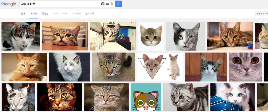 힐링을 위해 고양이를 검색해보았다냥 | 인스티즈