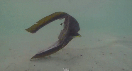 몸통을 잃고도 헤엄치는 물고기.gif | 인스티즈