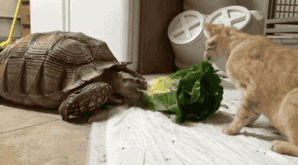 친구랑 사이좋게 샐러드 먹는다냥 | 인스티즈