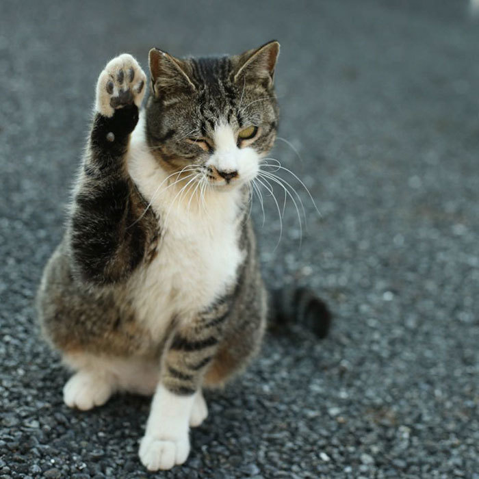 일본의 길냥이들 | 인스티즈