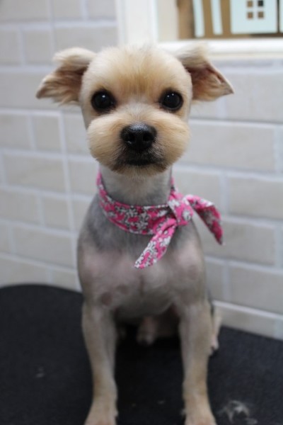 견종 이야기 - 요크셔 테리어 | 인스티즈