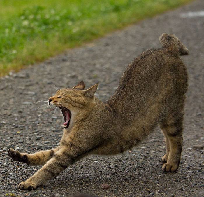 일본의 길냥이들 | 인스티즈