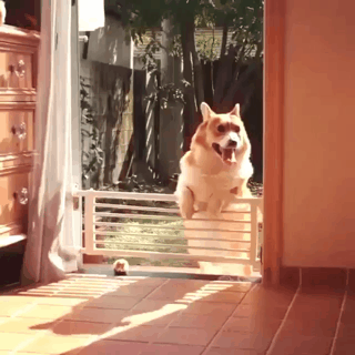 코기의 한계.gif | 인스티즈