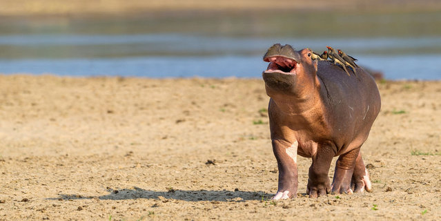 공생이라는 걸 모르는 하마 | 인스티즈