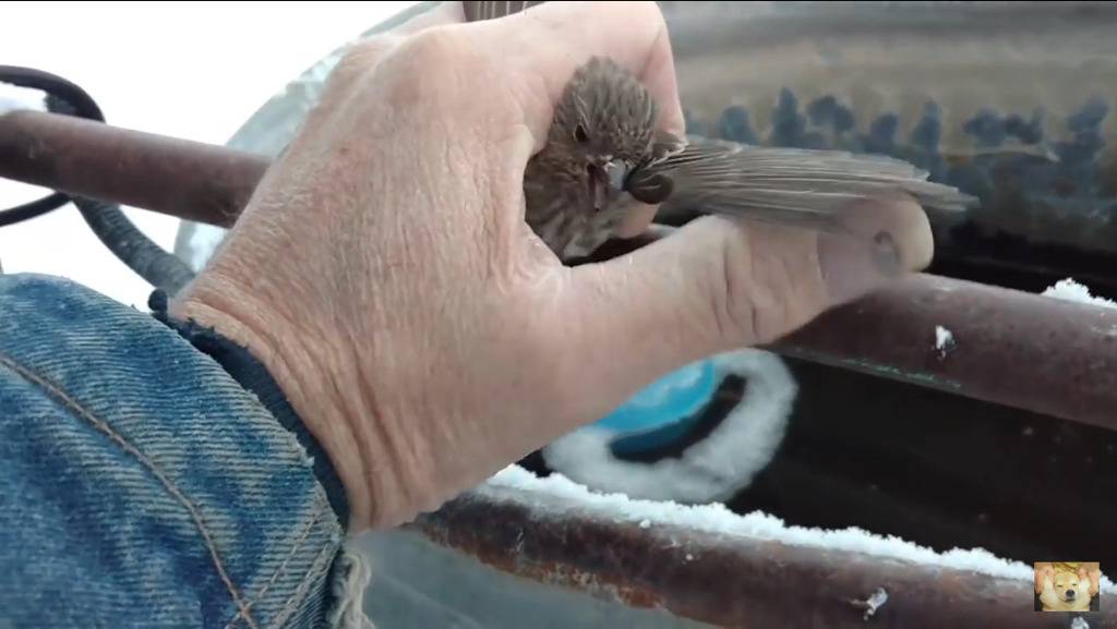 쇠파이프에 발이 얼어붙은 참새를 구해주는 할아버지 | 인스티즈