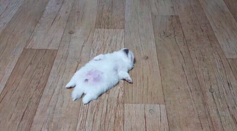 진짜 편해보이는 댕댕이들 자는 자세.jpg | 인스티즈