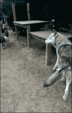 늑대 실제 크기.jpg | 인스티즈