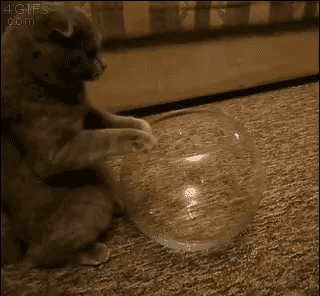 냥이 액체설~! | 인스티즈